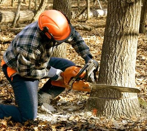 Tree Removal in Honor, MI